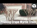 How To Properly Prune Crape Myrtle Trees Planted in Small Spaces