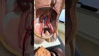 Rugklachten door je darmen? Dit is waarom het zo vaak voorkomt.
