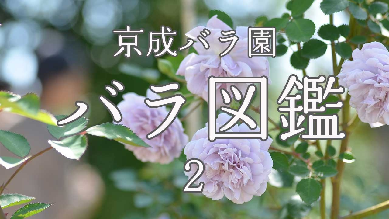 Rose Encyclopedia: Shrub and Climbing Roses - YouTube