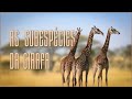 Subespécies das Girafas