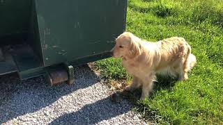 Myrtle finds another turtle by HeritageGoldens 296 views 2 years ago 29 seconds