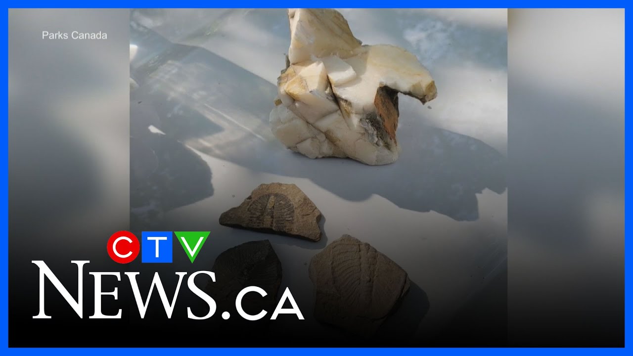 Parks Canada pulls permits from Unesco World Heritage site due to fossil thefts