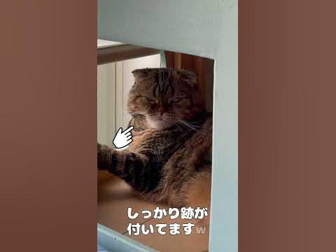 猫の寝癖 - YouTube