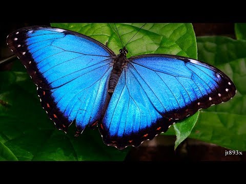 Blue Morpho Butterfly Facts - Blue Morpho Butterfly Information  - Knowledge about Blue Morpho But