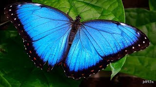 Blue Morpho Butterfly Facts  Blue Morpho Butterfly Information   Knowledge about Blue Morpho But