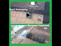 Hole Making Raccoon Captured | Ridge Vent Damaged