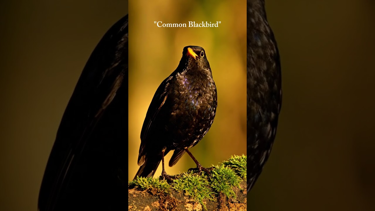 Wild Bird Sounds in 12K Ultra HD HDR – Immersive Cinematic Nature 