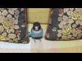 遊ぶのに忙しすぎるボタンインコ