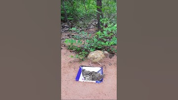 Simple Amazing Creative Quail Trap Using Cake Box - Quail Bird Trap - #Shorts - Best Bird Trap
