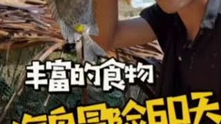 海岛生存挑战60天#荒岛生存 #户外 #野外生存 #户外赶海抓海鲜