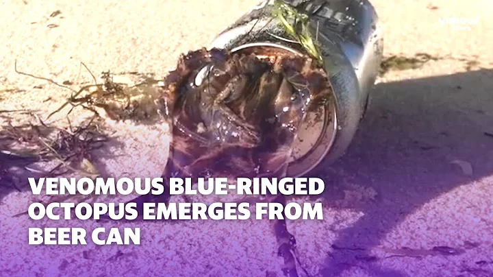 Watch this blue-ringed octopus emerge from a beer can | Yahoo Australia