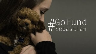 GoFundSebastian