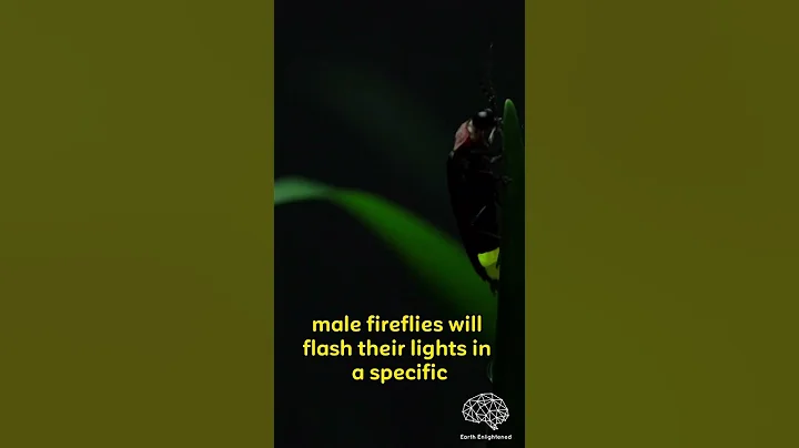 Fireflies | They're NOT Flies [Actually Beetles] #shorts