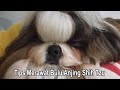 Tips Merawat Anjing Shih Tzu Agar Bulunya Selalu Bersih & Rapih