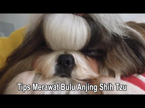 Tips Merawat Anjing Shih Tzu Agar Bulunya Selalu Bersih & Rapih