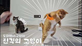 SUB) 고양이 vs 도마뱀 | 집사가 또 이상한거 사옴;;; | 고양이 브이로그 | cat vlog by 전자 고양이 솜뭉치 3,084 views 3 months ago 5 minutes, 2 seconds