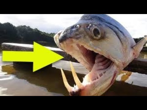 This Sea Creature’s Mouth Is The Stuff Nightmares Are Made Of – It’s Utterly Horrifying!