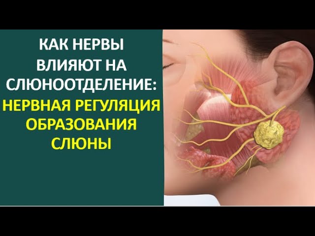 6. Как нервы влияют на слюноотделение: нервная регуляция образования слюны