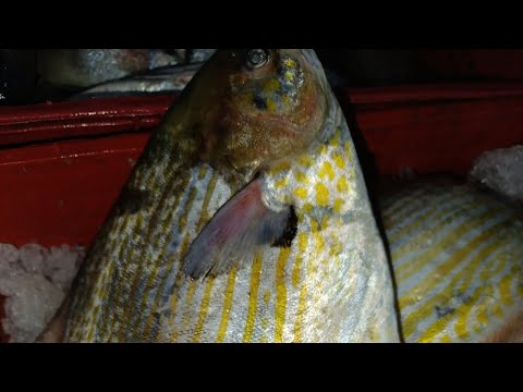 مرحبا بالجميع عند أسماك بوشعيب 23 11 25 معروف بالجودة العالية 0661789382 الله يسهل على الجميع