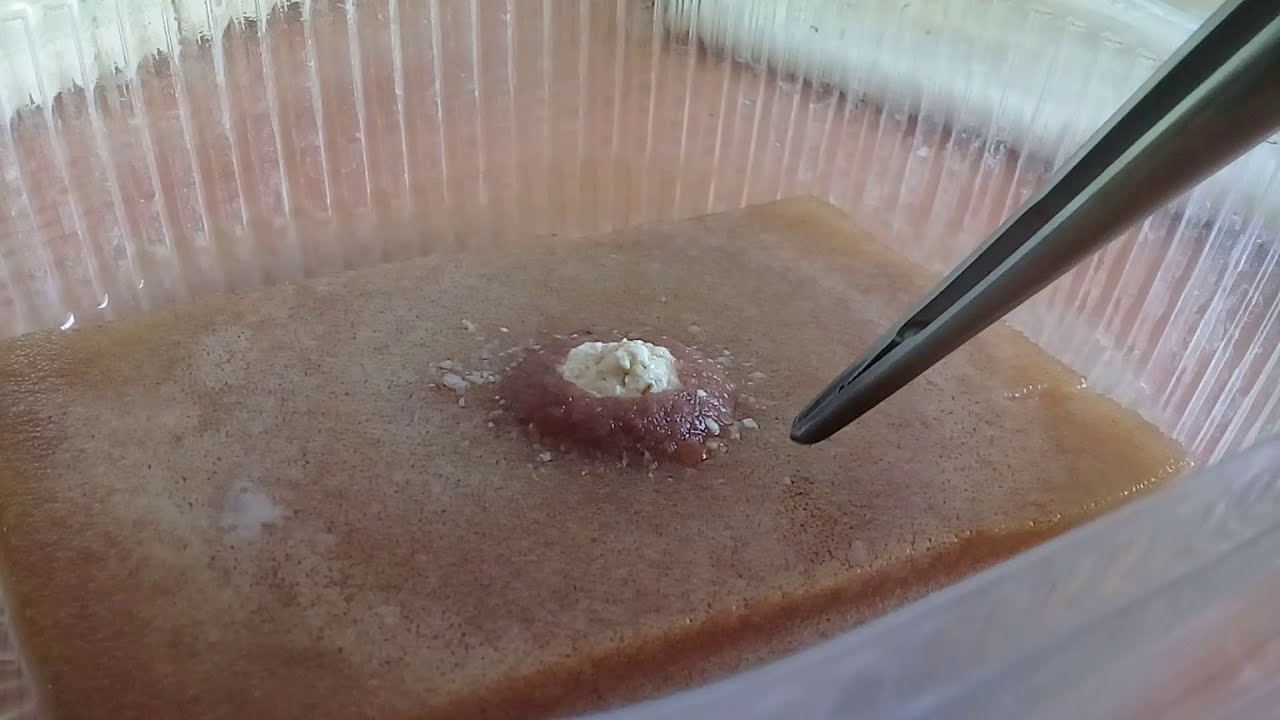 Достал аулофорус. - YouTube