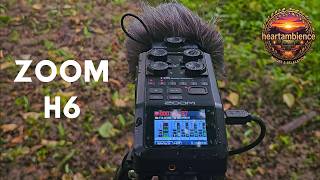 Bird Sounds Recording 🎙️ | Zoom H6 Natural Ambience