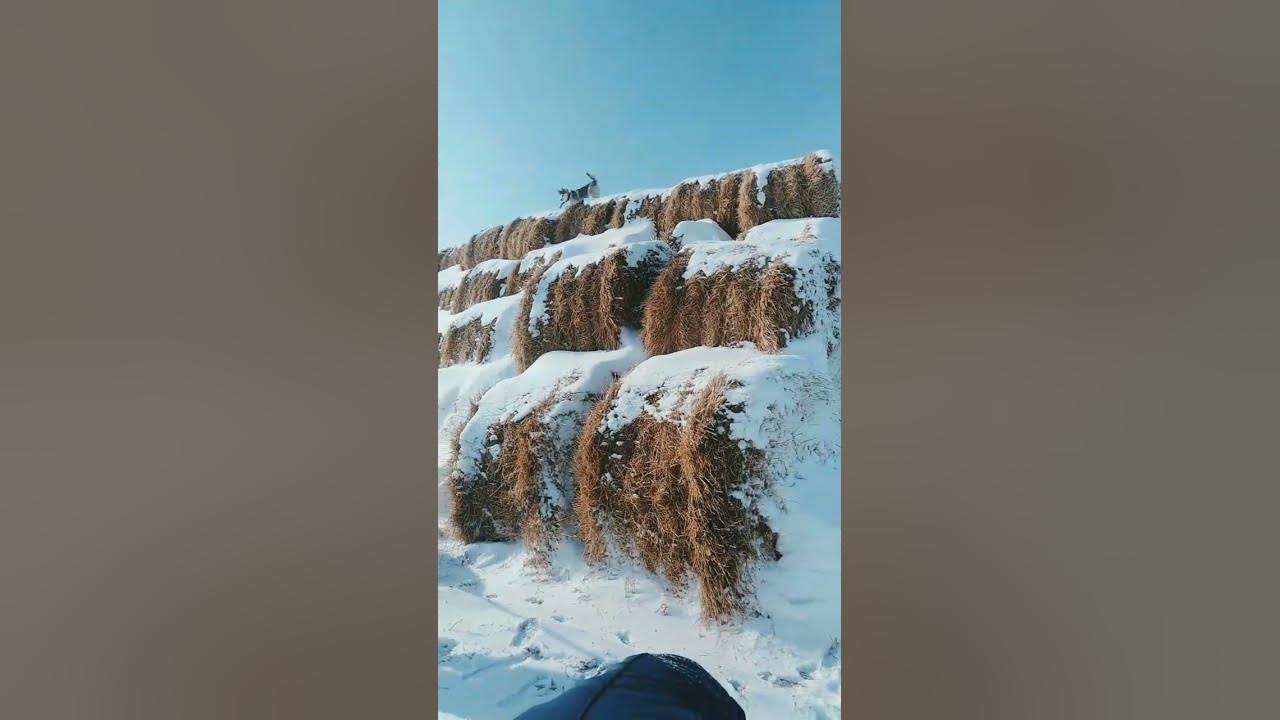 Собака баламут #shorts - YouTube