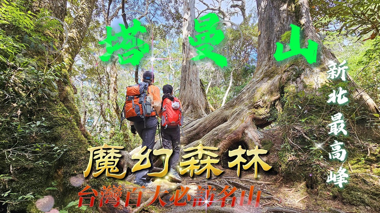 【塔曼山】魔幻森林、新北最高峰、台灣百大必訪名山