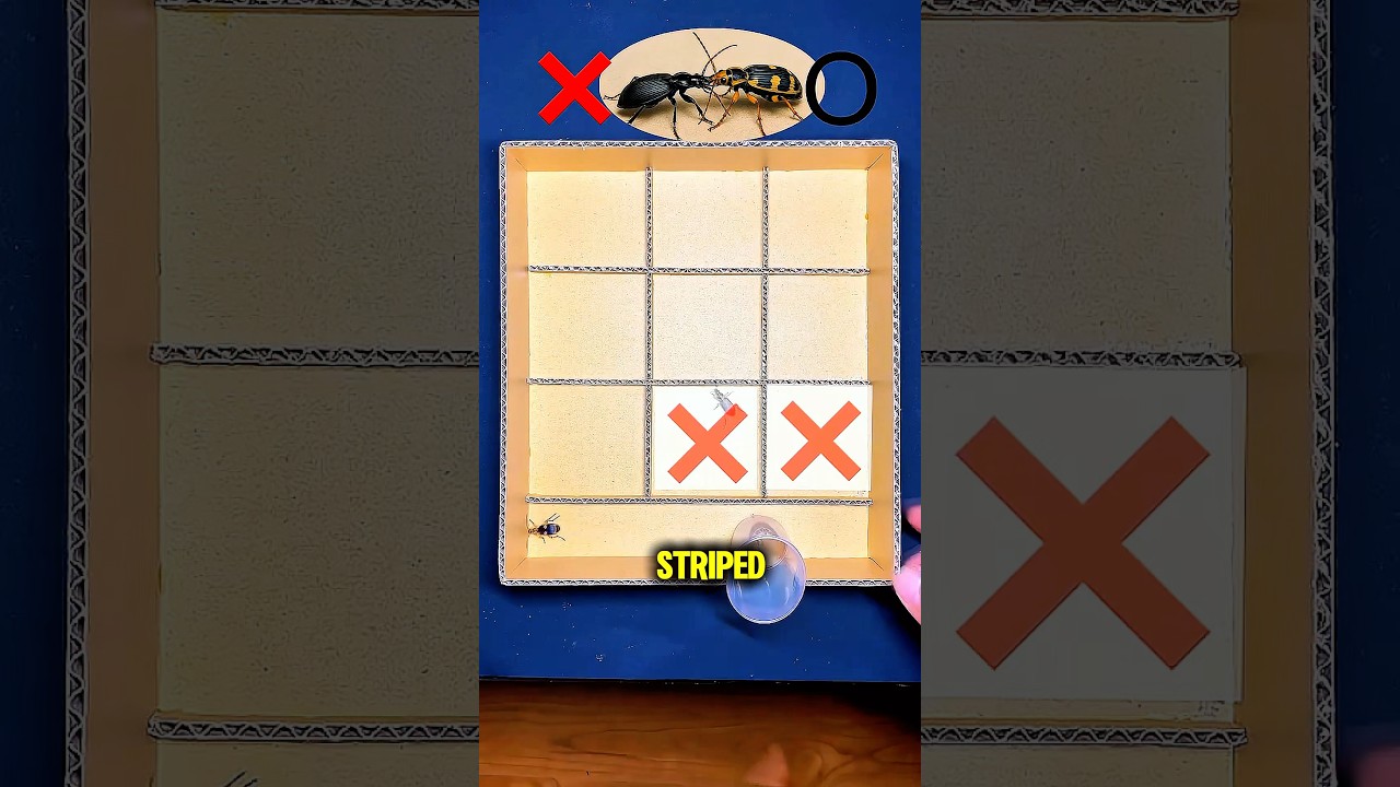Can Beetles Play Tic-Tac-Toe? Watch This! 😱