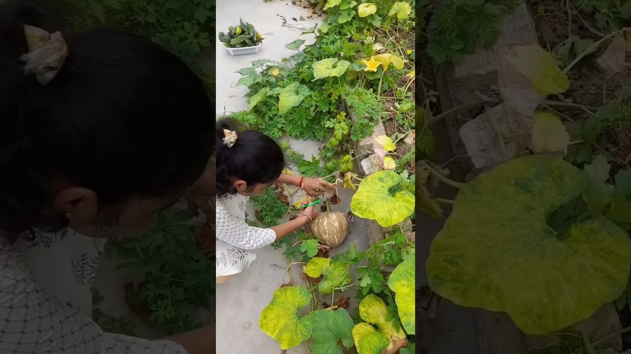 Vegetables