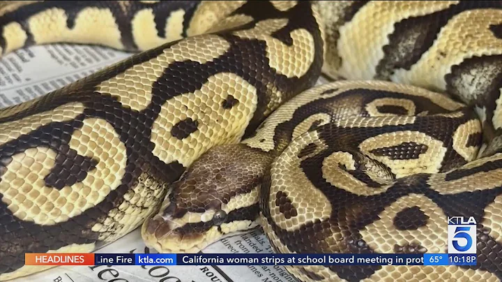 Pet python reunited with owner after getting loose