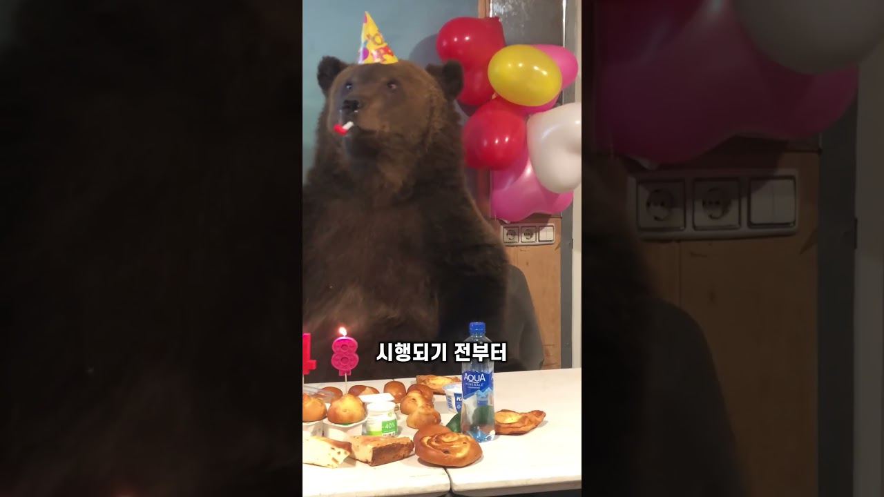 곰은 반려동물이 될 수 있을까? #동물 #지식 #곰