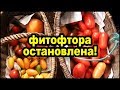 Как я остановил фитофтору в теплице