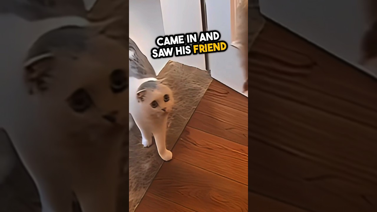 A cat got surprised after his friend gone 🥺💕 #shorts image