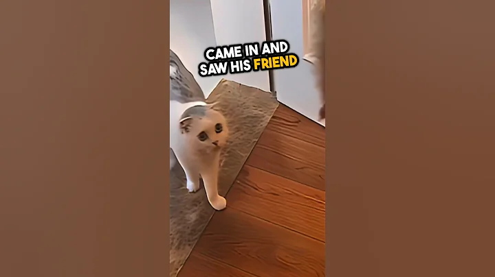 A cat got surprised after his friend gone 🥺💕 #shorts - DayDayNews