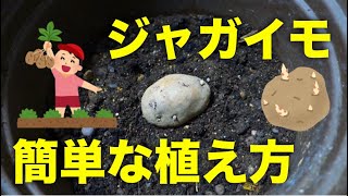 じゃがいもの植え方！春に種芋を植え付ける簡単な方法【植木鉢プランター】