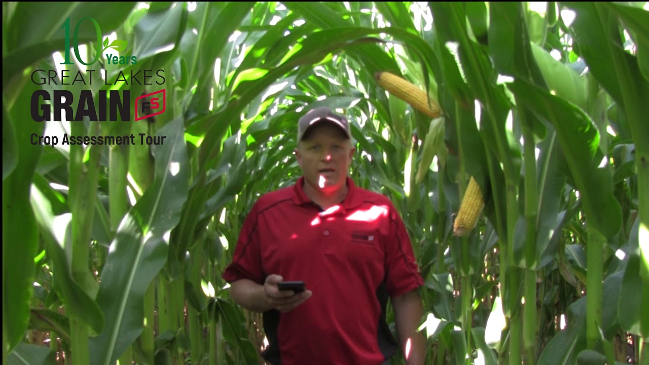 Great Lakes Grain 2019 Crop Assessment Tour YouTube