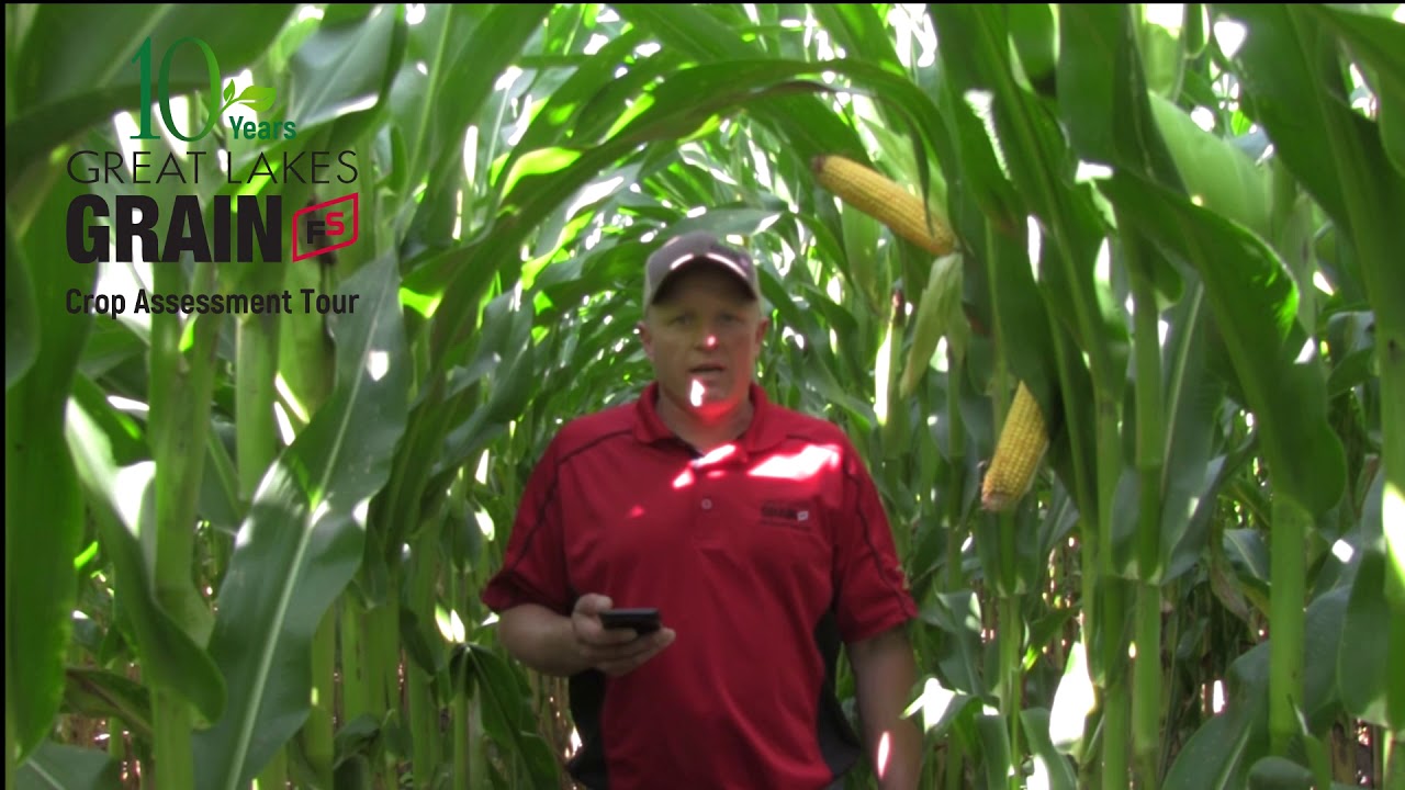 great lakes grain crop tour