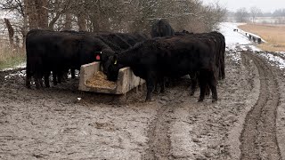 Feeding moo cows