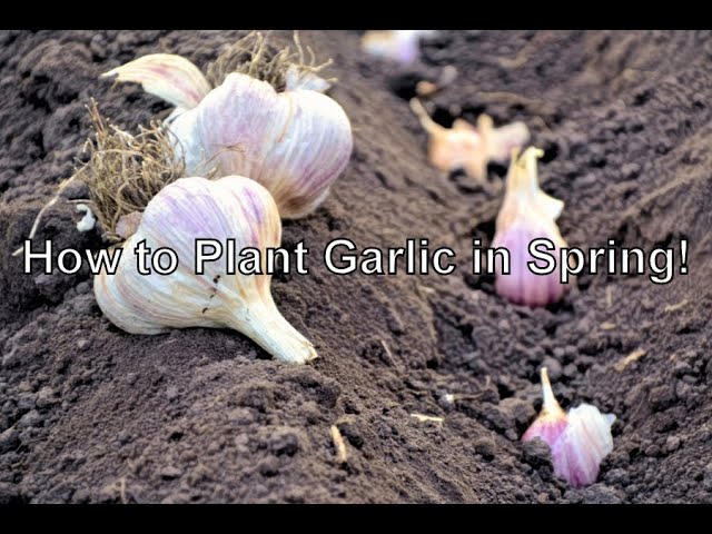 Spring Garlic – From Garden to Table • Butter For All