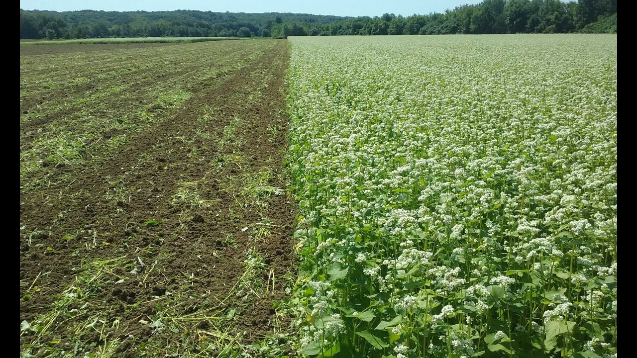 Cover Crops 2020