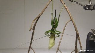 Giant Texas Katydid hangs like a bat to eat