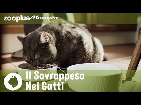 Video: Come esercitare il tuo gatto sovrappeso