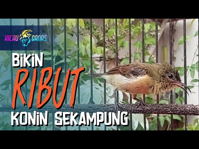 SUARA KOLIBRI NINJA BETINA MEMANGGIL JANTAN - PANCINGAN KONIN BETINA GACOR MEMANGGIL KONIN JANTAN class=