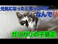 【保護猫】ガリガリの子猫② 元気になったと思ったのに...なんで⁉️