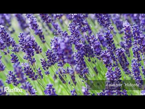 Vidéo: Violette Parfumée (25 Photos): Description Des Variétés 