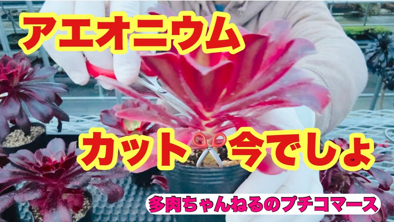 【多肉植物】今でしょ❣️ブーケ仕立てのアエオニウム 💐2026年2月20日
