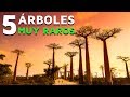 Los 5 árboles más raros del mundo