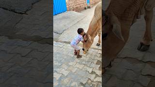 Meri gaiya aati hai mujhko doodh pilati hai #merigaiyaaatihai #cowvideos ##gaiyamerigaiya #cow #cows