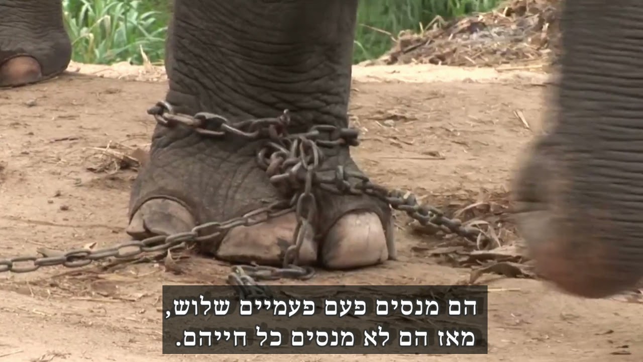 אל תהיה פיל, אתה מסוגל | הרב יואל ראטה שליט"א