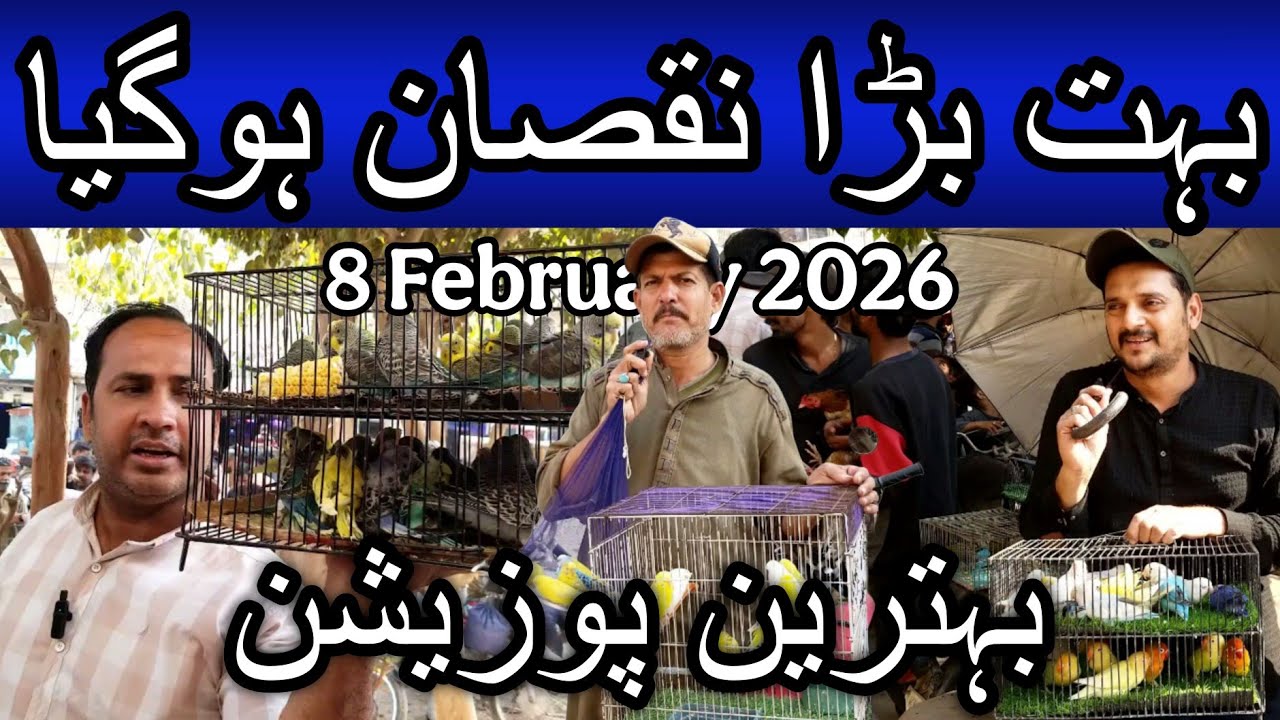 Lalukhet birds market part 2 8 February 2026 | Cheapest price birds market in Karachi Pakistan
